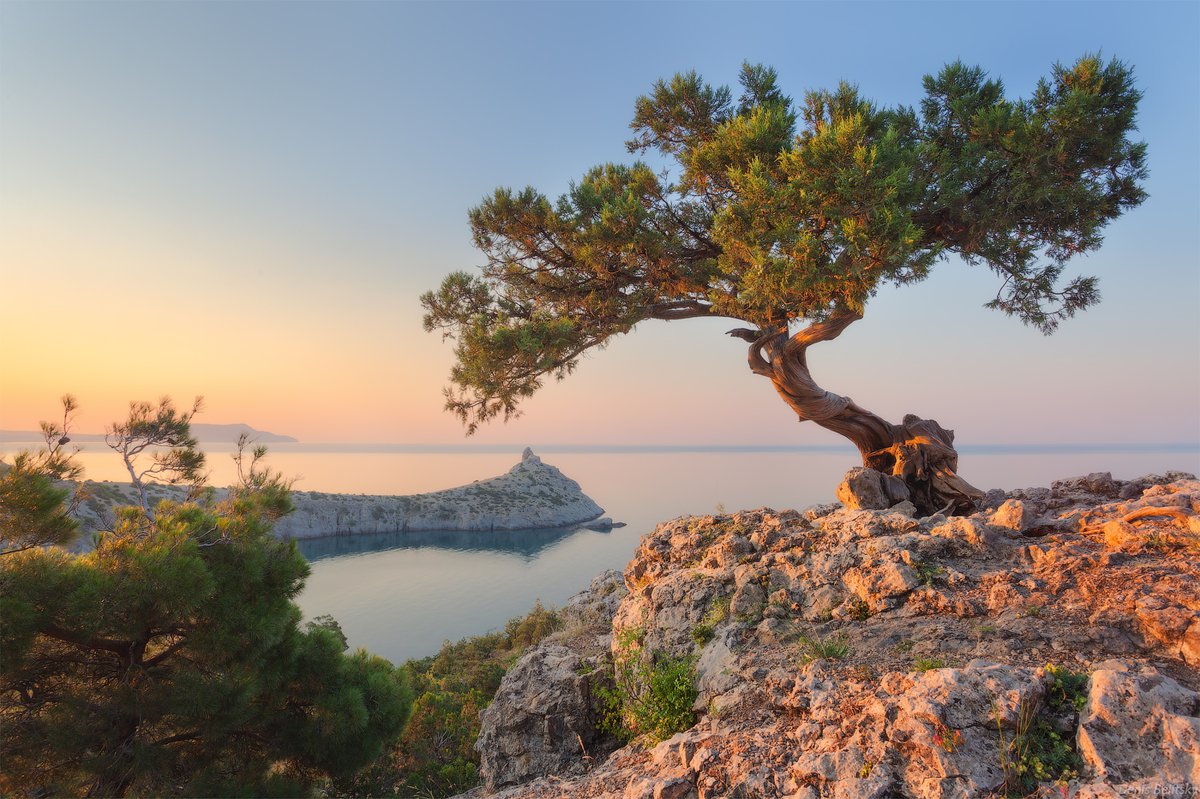 Паламос Испания дерево на скале