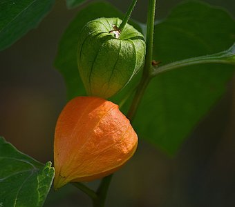 Оранжевое-зелёное