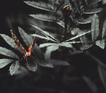 Бабочка в листве