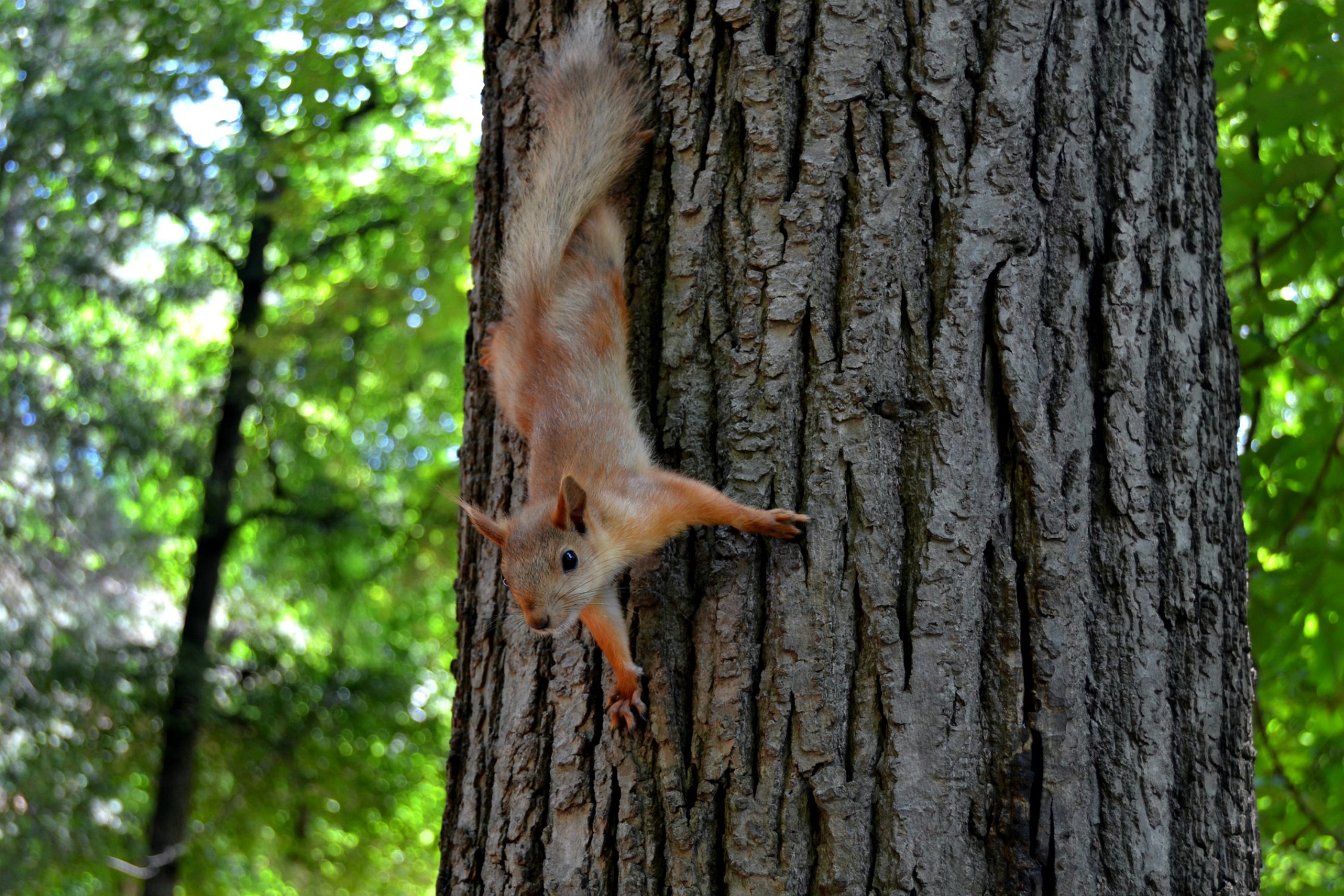 Милая белочка