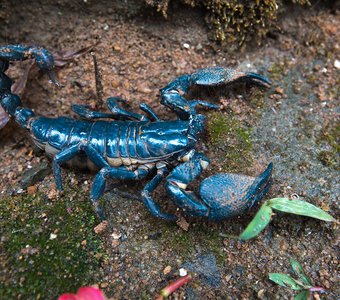 Синий скорпион