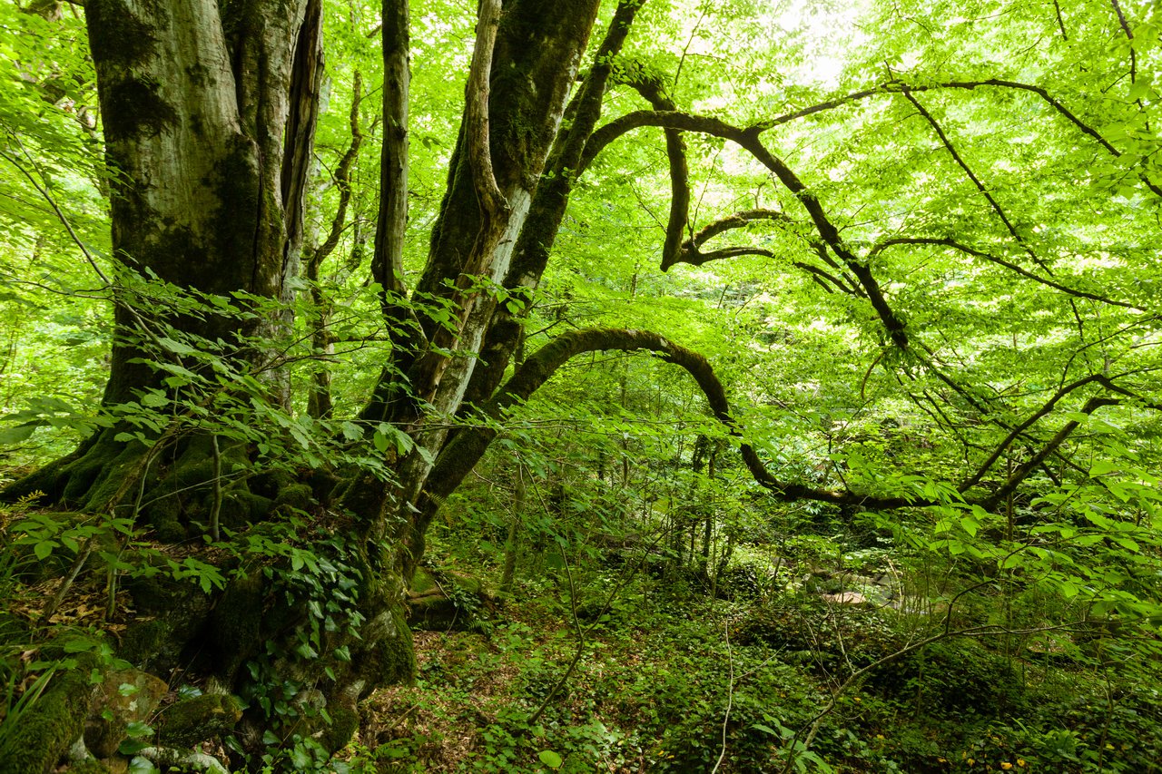 Колхидский лес