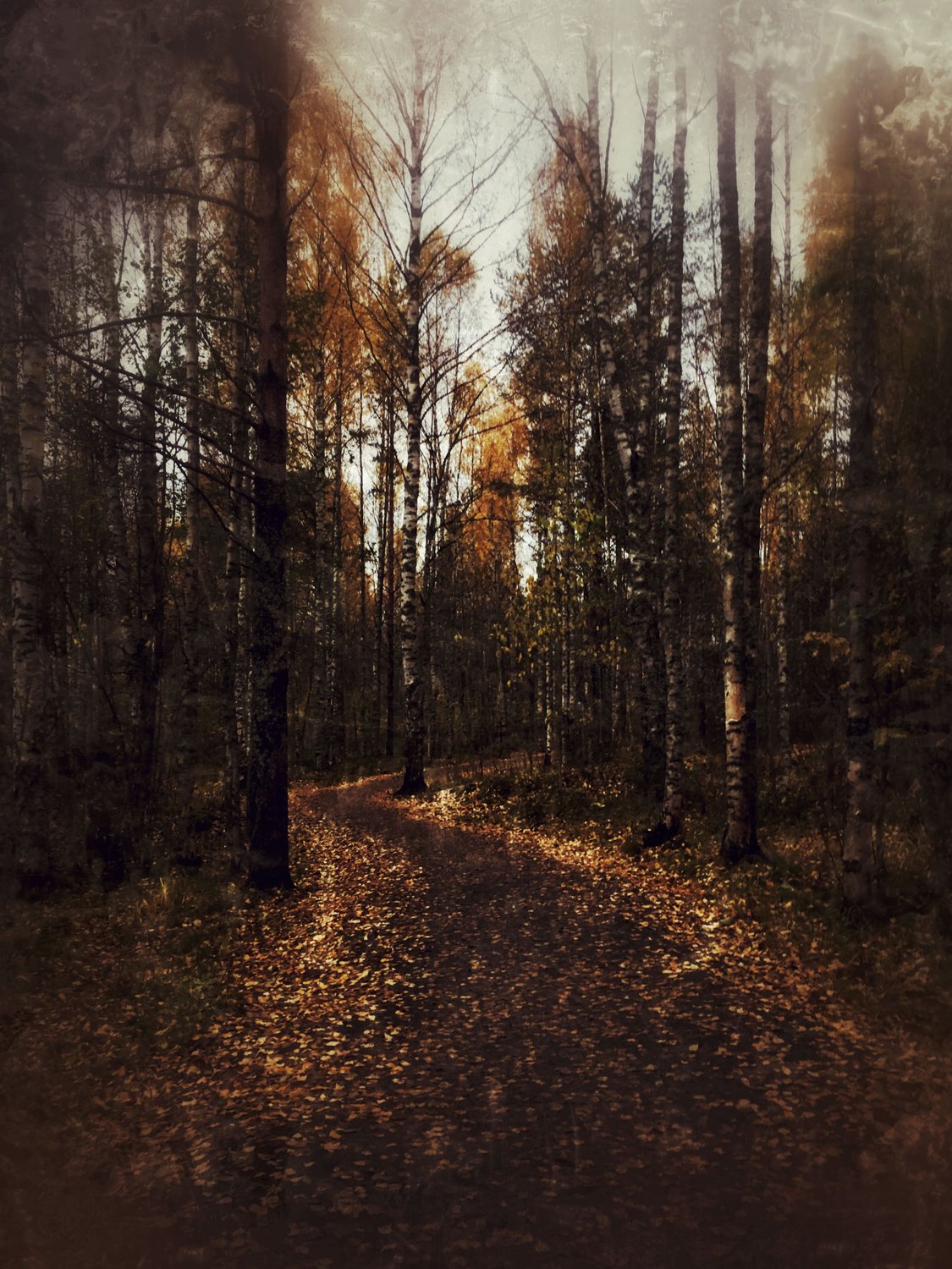 Поздним ненастным вечером геологи. Пасмурная осень. Хмурая осень. Осенний пасмурный лес. Мрачный осенний лес.