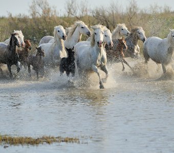 Белые лошади Камарга