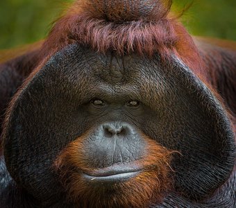 Портрет орангутана