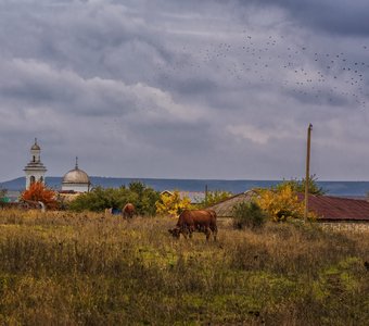 Крымская пастораль