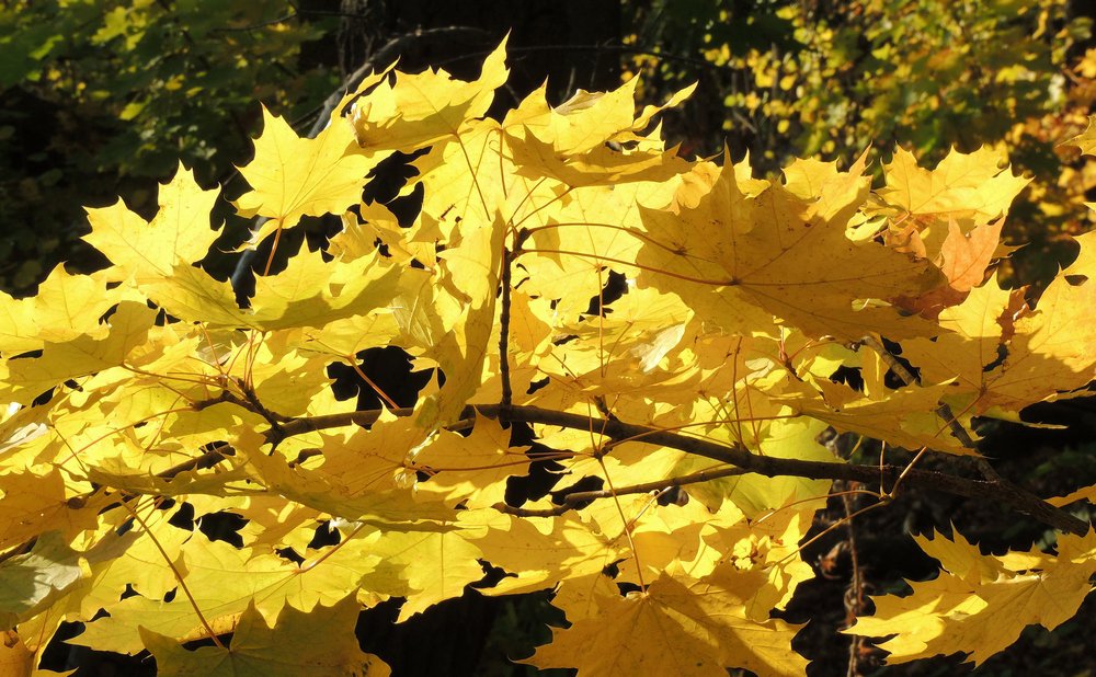 Осенние листья клёна остроли́стного