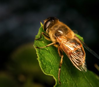 Пчеловидка