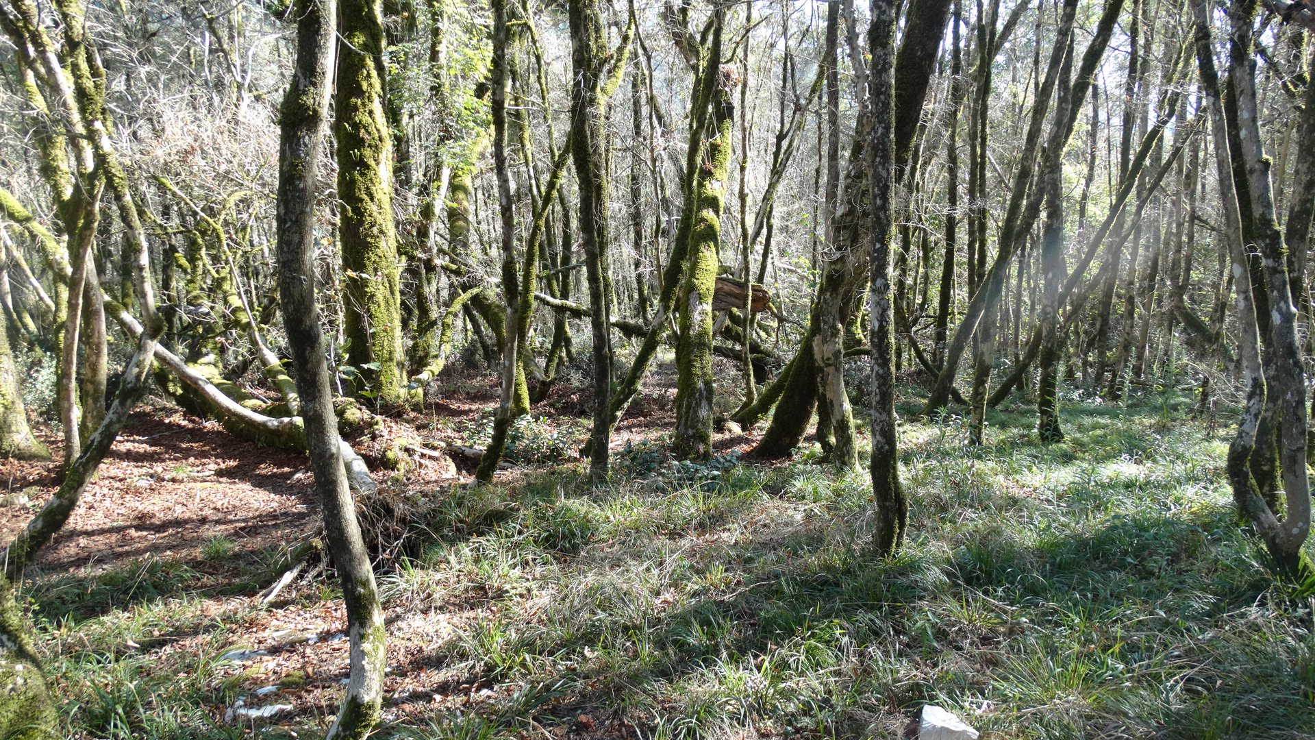 Застывший танец