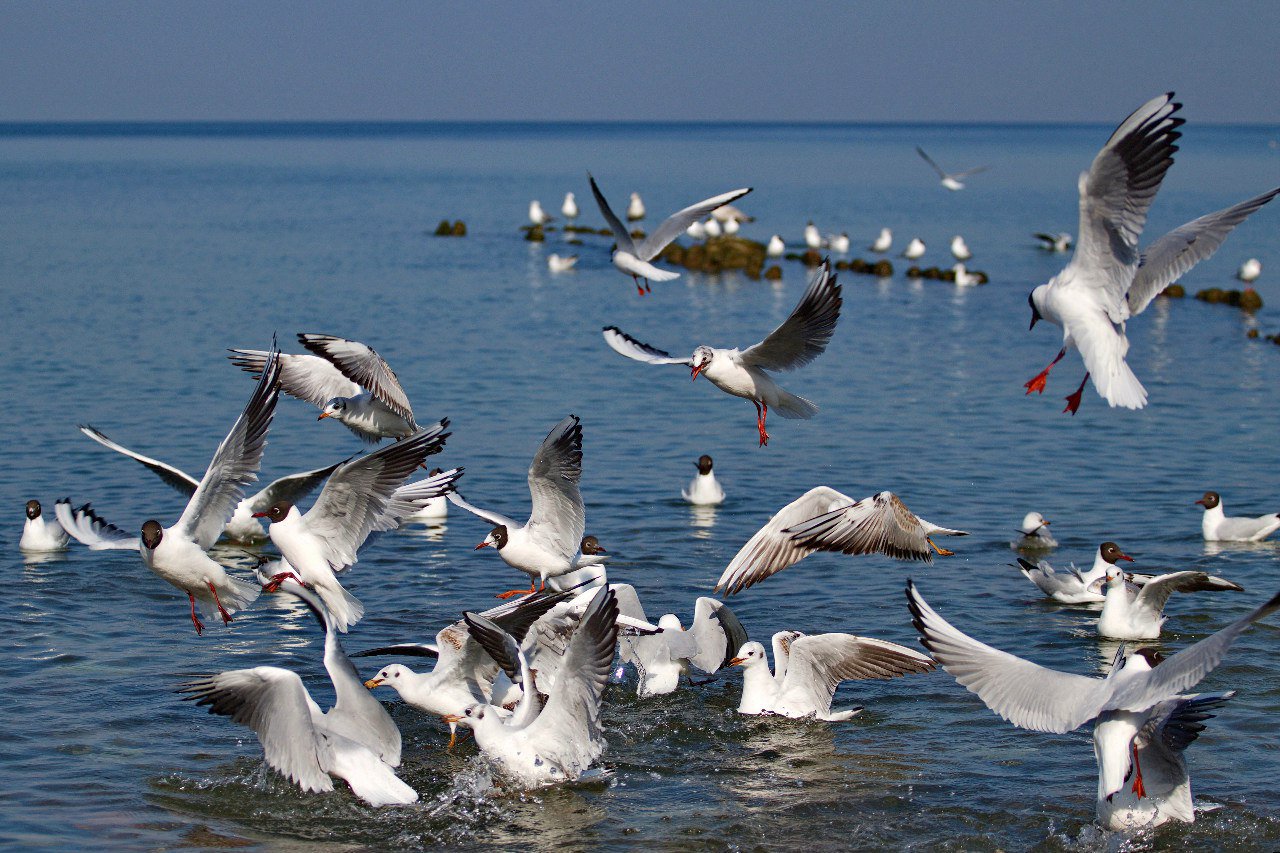 Море вернулась слушать. Птицы Балтики. Остров чаек. Чайки галдят. Чайки на Балтике.