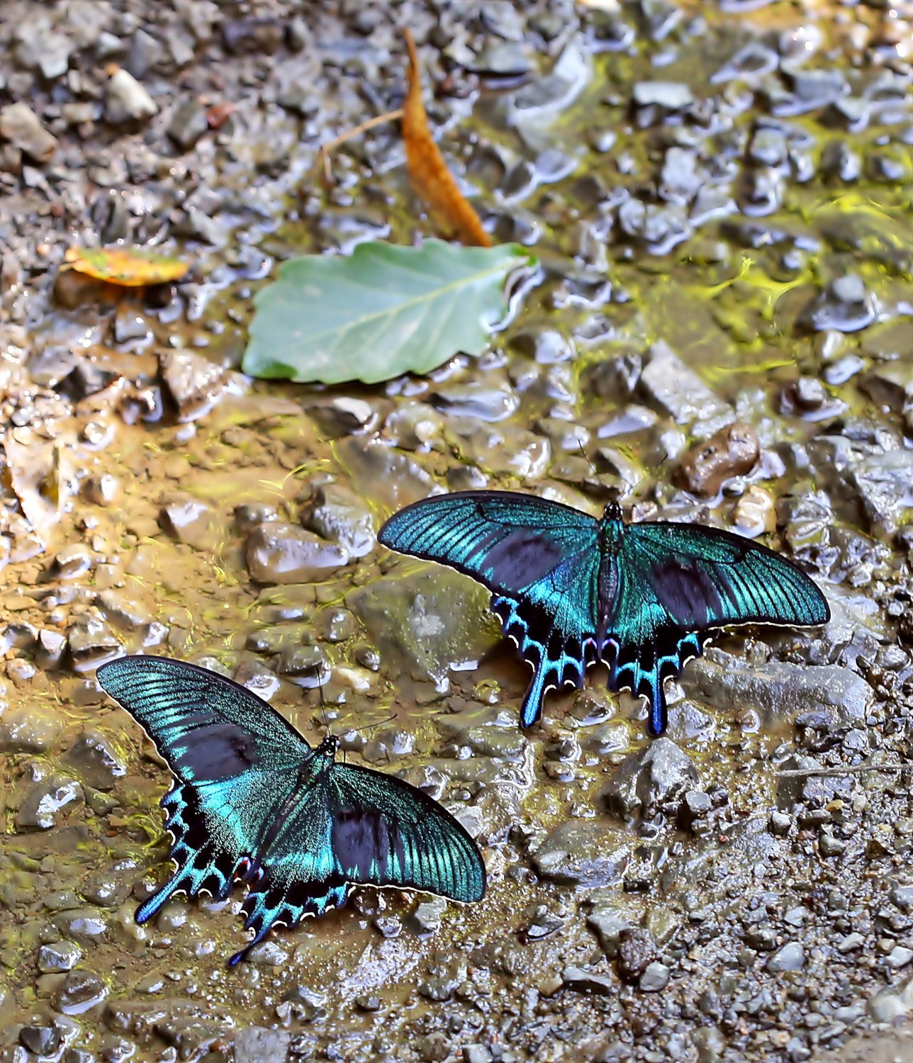 Приморская  царь-бабочка – хвостоносец  Маака