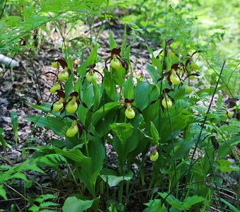 Дружная семья