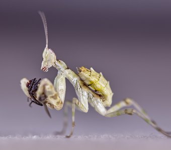 Цветочный богомол ест муху