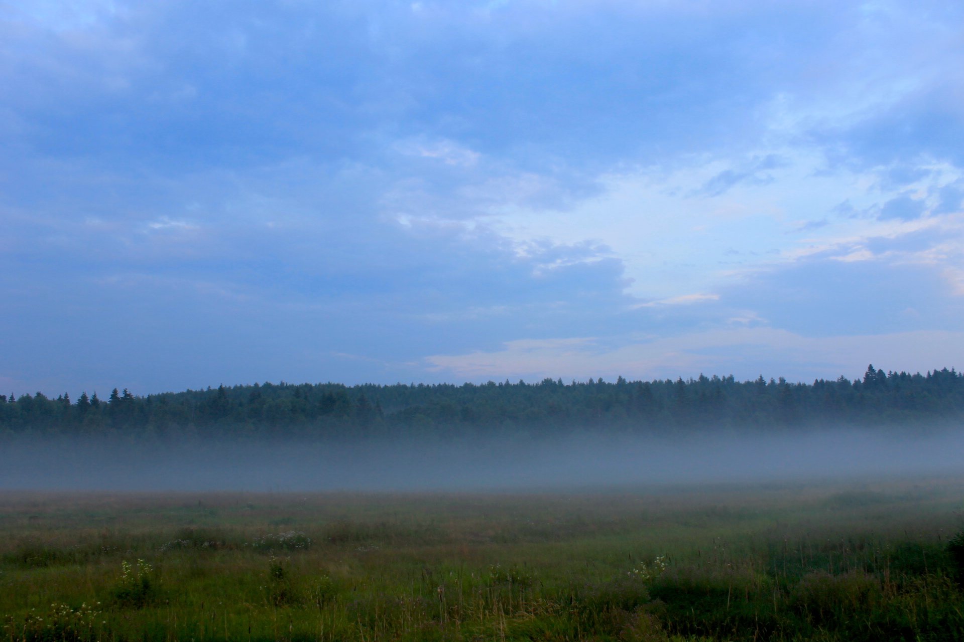 Русский лес в тумане