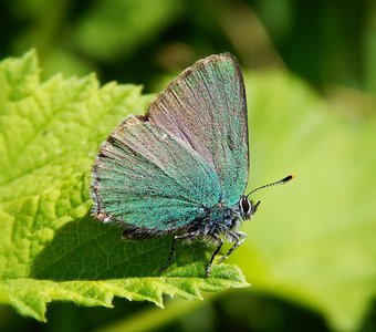 Callophrys rubi.