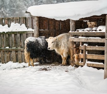 Животные Висимского заповедника во время снегопада.