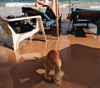 Рыжий кот пьет воду на пляже