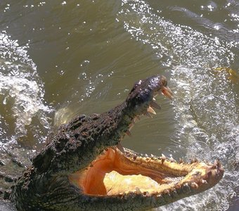 Кормление крокодилов