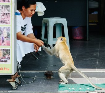 Monkey asks for food