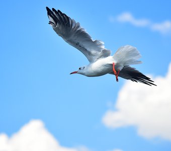 В полете