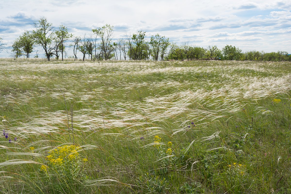 Ковыль