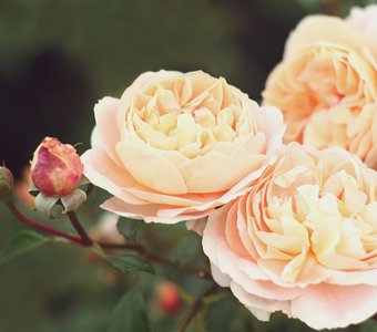 Кремовые розы Александровского сада