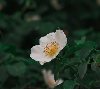 Цветок горного шиповника