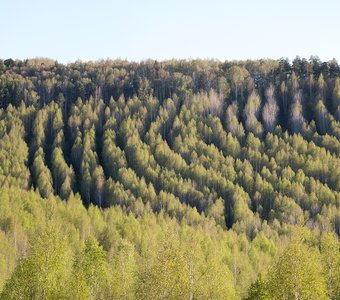 Изгибы Уральского леса