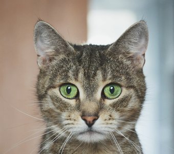 Вопросительное "мяу".