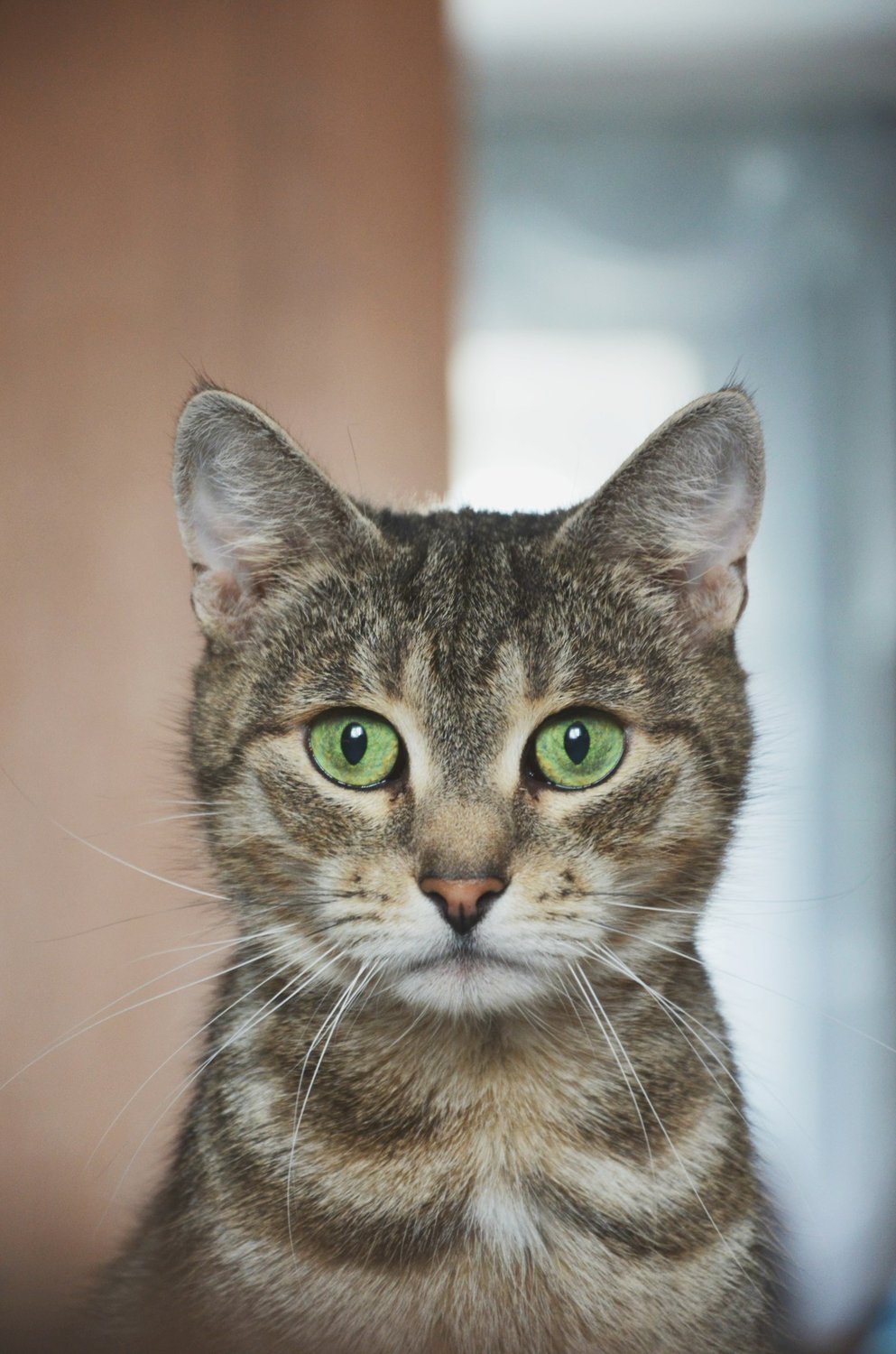 Вопросительное "мяу".