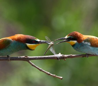 Золотистая щурка (лат. Merops apiaster)