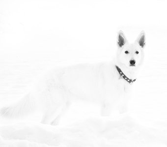 Снежный пёс.