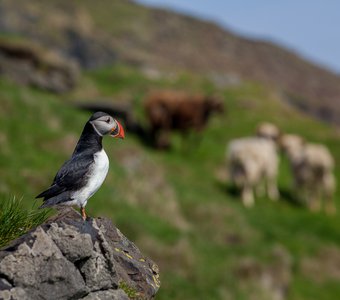 Фарерские острова: тупик-пастух