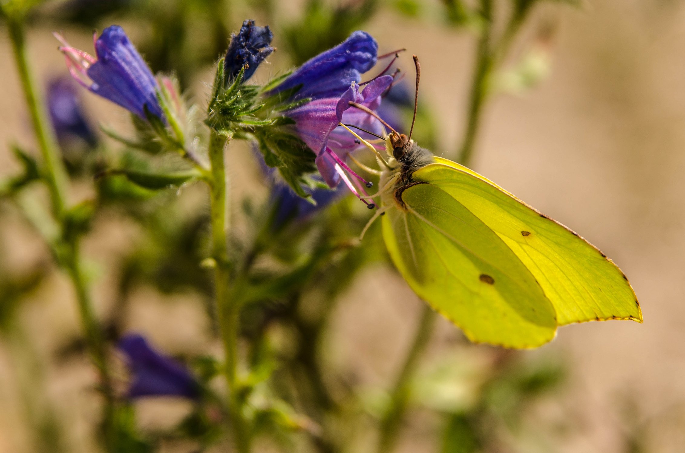 Лимонница за трапезой.