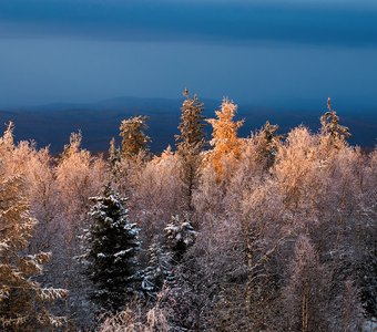 Таежные краски