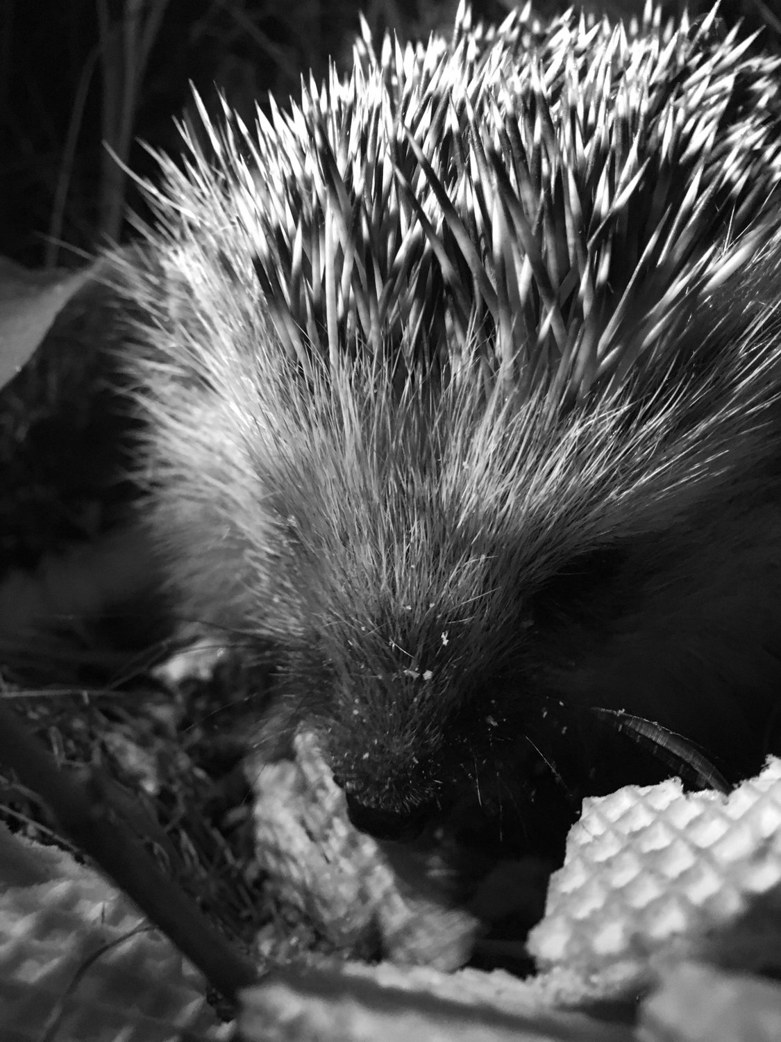 Пир в ночной тишине