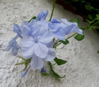 Голубой цветок.