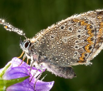 Брилиантовая бабочка