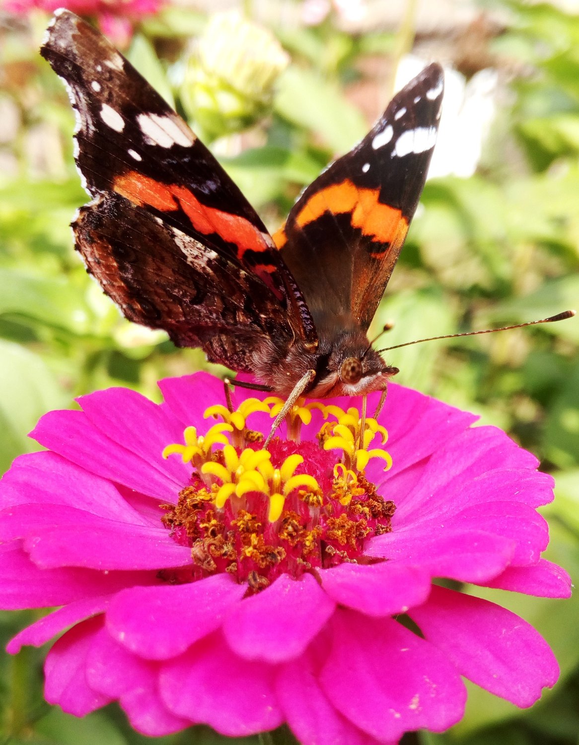 Фото бабочки Адмирал на цветке