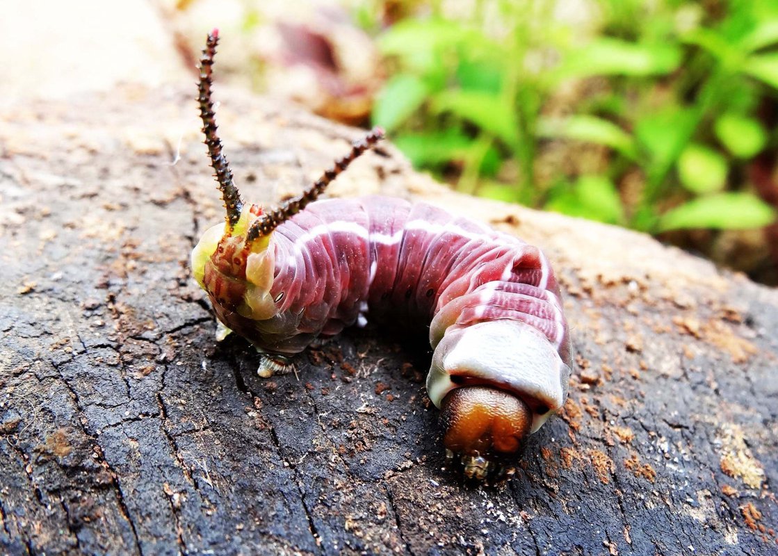 Крупные личинки насекомых фото и названия