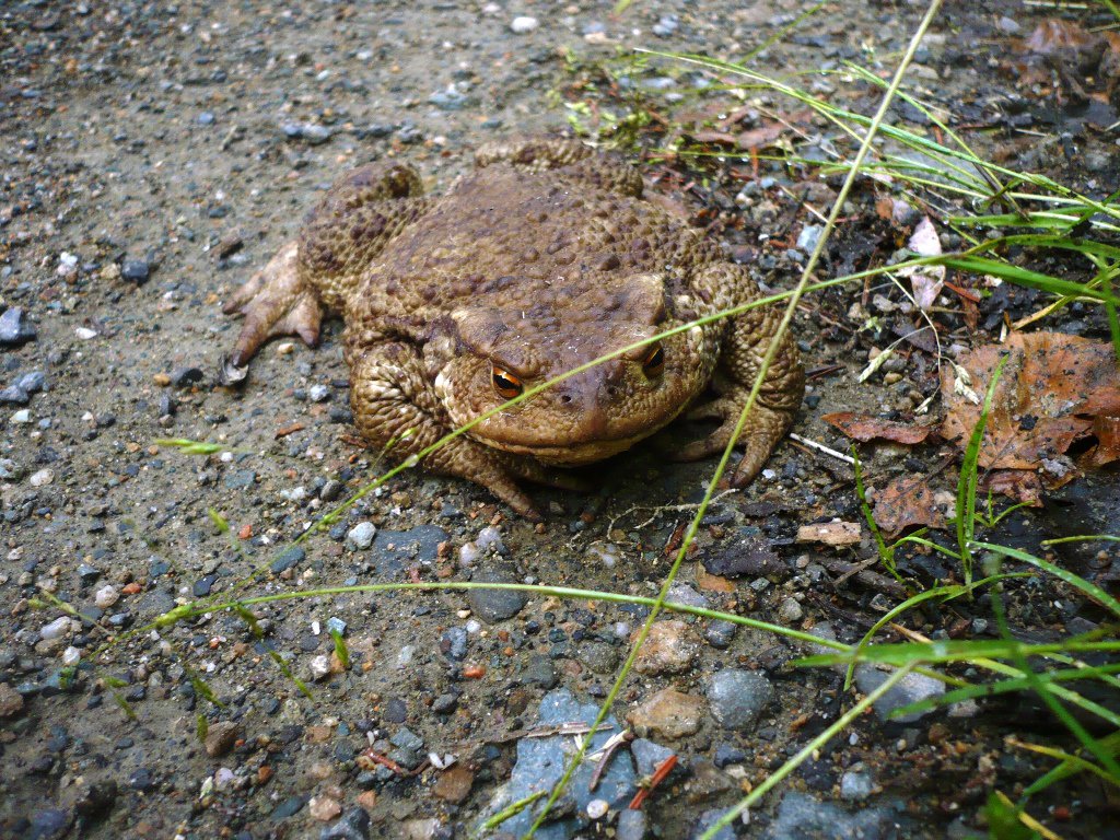Канака фото лягушка. Развитие серой жабы