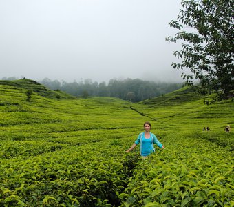 Чайная плантация в районе Бандунг, Индонезия