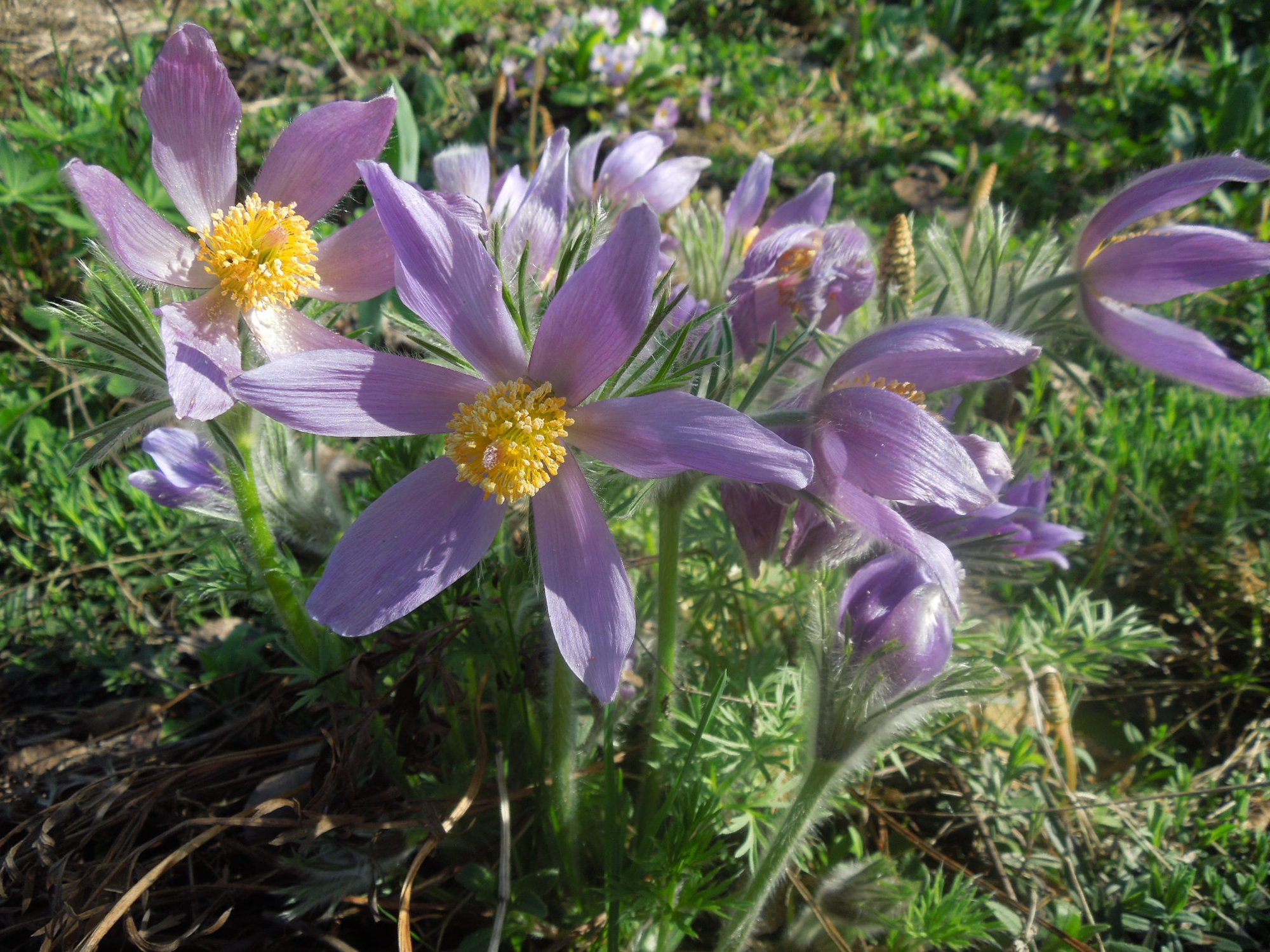 Прострел альпийский