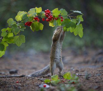 Смородинка