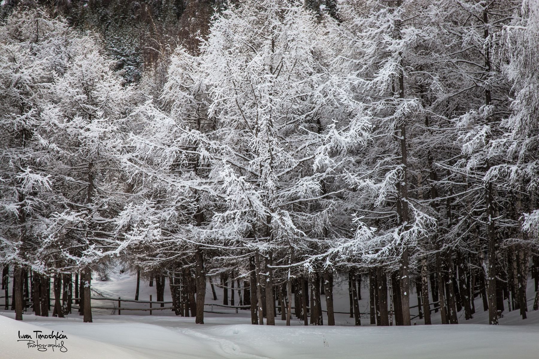 Картинки сказочный снежный лес (67 фото)