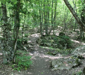 дремучий крымский лес