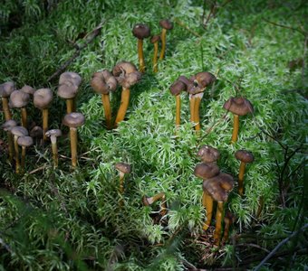 Лисичка трубковидная, Cantharellus tubaeformis.  Ленинградская обл, 15.09.2016г.