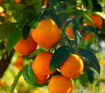 Апельсиновый сад, о. Закинф