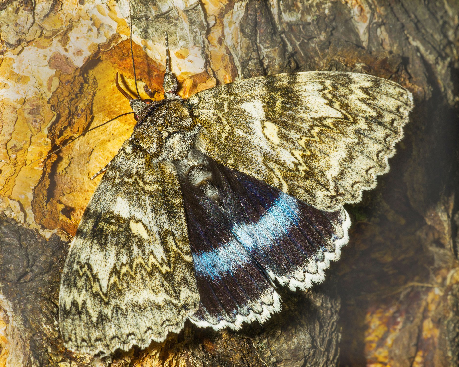Голубая орденская лента