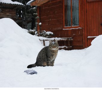 Горный кот